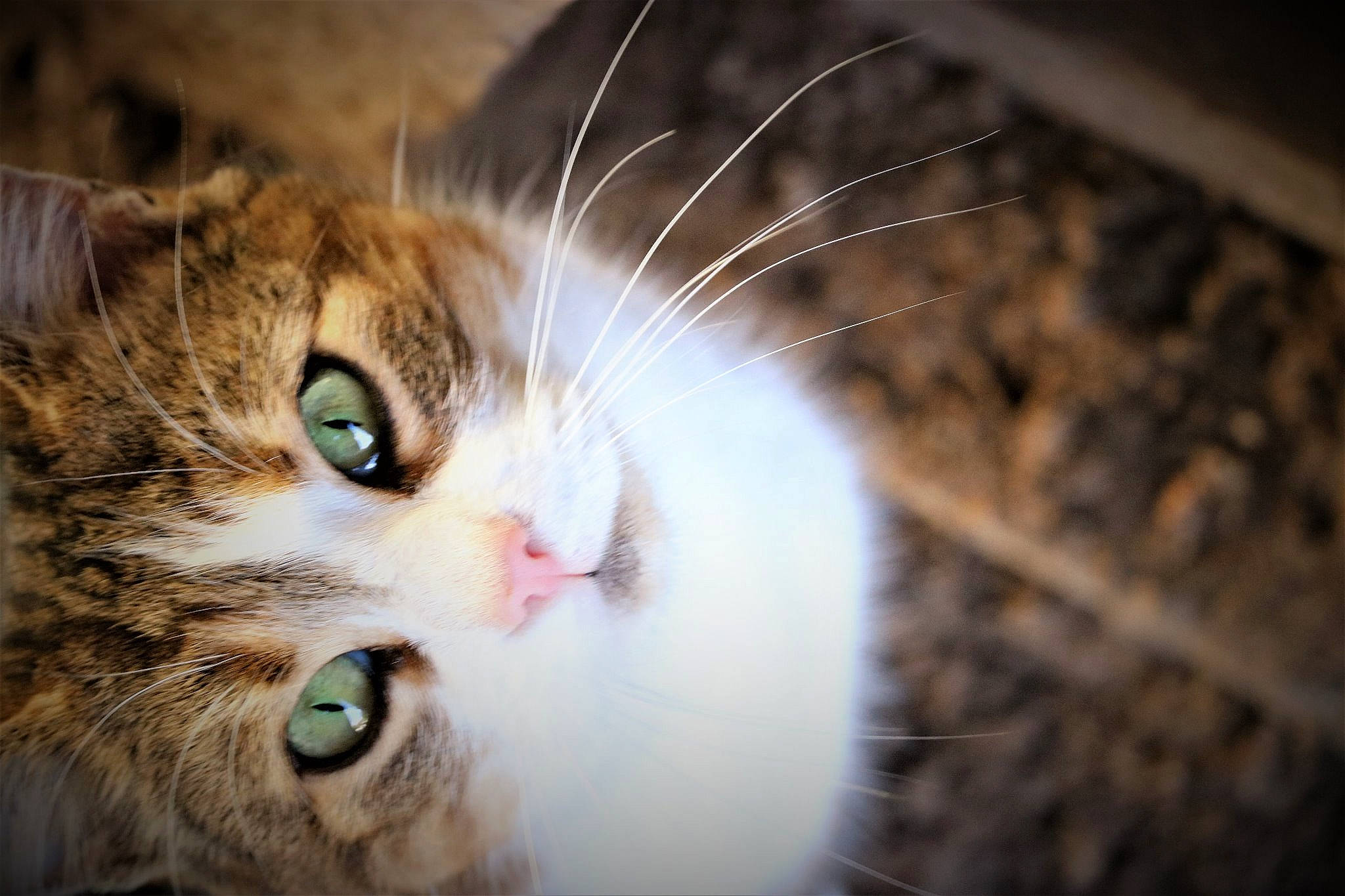 Katty participe au concours pour gagner de l'argent avec cette photo : aegean_cat, american_wirehair, asian, carnivore, cat, close_up, domestic_short_haired_cat, european_shorthair, eye, felidae, fur, kitten, norwegian_forest_cat, nose, organ, small_to_medium_sized_cats, snout, tabby_cat, whiskers, wild_cat