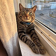 Kiwi is registered to the contest to win money with this photo: cat, tabby_cat, pet, animal, feline, windowsill, window, indoor, portrait, close_up, striped_fur, blue_collar, bell, sunlight, curtain, lace, relaxed, sitting, paws, outdoor_view