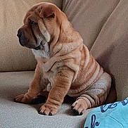 Smudge joined the competition — help win amazing prizes! dog, puppy, shar_pei, wrinkles, couch, indoor, pet, fur, paws, sitting, cute, animal, beige, furniture, pillows, relaxed, young, companion, home, cozy