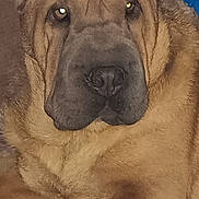 Otis is registered to the contest to win money with this photo: dog, close_up, wrinkled_skin, large_dog, lying_down, brown_fur, indoor, pet, canine, face, ears, nose, paw, animal, fur, muzzle, resting, portrait, looking_at_camera, background