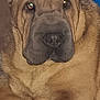 dog, close_up, wrinkled_skin, large_dog, lying_down, brown_fur, indoor, pet, canine, face, ears, nose, paw, animal, fur, muzzle, resting, portrait, looking_at_camera, background