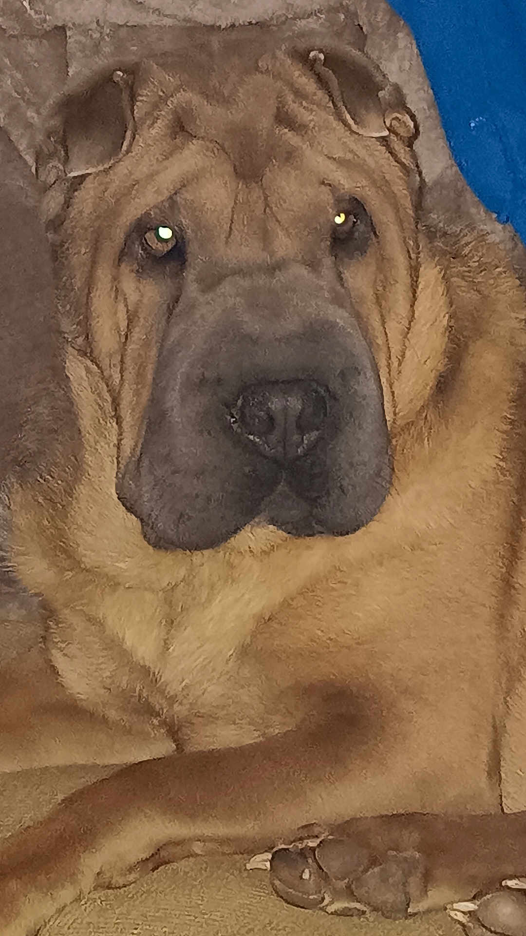 Otis