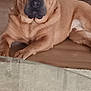 Otis joined the competition — help win amazing prizes! brown_dog, cabinet, canine, carpet, dog, domestic, ears, floor, furniture, glass_table, home, indoor, large_dog, muzzle, paw, pet, relaxed, resting, wooden_floor, wrinkled_skin