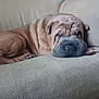 Otis joined the competition — help win amazing prizes! animal, brown_fur, closeup, couch, cozy, cute, dog, face, fur, home, indoor, nose, paw, pet, relaxed, resting, sleeping, soft, texture, wrinkles