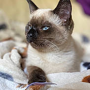 Ishq is registered to the contest to win money with this photo: animal, cat, kitten, pet, siamese