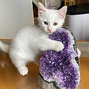 Luna joined the competition — help win amazing prizes! amethyst, animal, cat, closeup, crystals, curious, cute, decor, feline, fur, geode, home, indoor, kitten, paw, pet, table, whiskers, white_cat, young