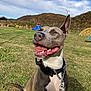 Raksha joined the competition — help win amazing prizes! dog, happy, smiling, grass, outdoor, playground, collar, leash, field, nature, sky, clouds, hill, autumn, pet, canine, closeup, sunlight, one_ear_up, tongue_out