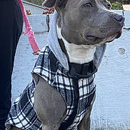 Raksha is registered to the contest to win money with this photo: dog, leash, jacket, hood, plaid, outdoor, concrete, person, wall, trees, canine, pet, sitting, gray, black, white, casual_clothing, calm, daylight, nature