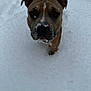 Nugget joined the competition — help win amazing prizes! dog, snow, outdoor, pet, animal, brown_dog, winter, cold, curious, canine, fur, snout, ears, collar, playful, nature, face, whiskers, ground, snowy