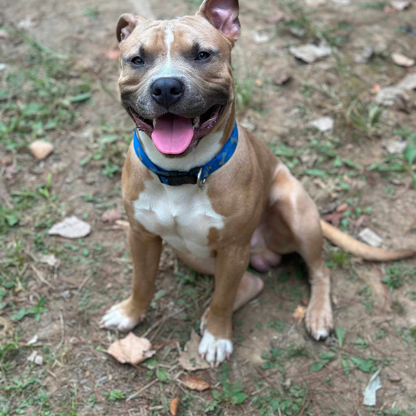 Nugget joined the competition — help win amazing prizes! animal, brown, canine, collar, companion, cute, dirt, dog, ears_up, friendly, grass, happy, mammal, nature, outdoor, pet, playful, sitting, tongue_out, white_markings