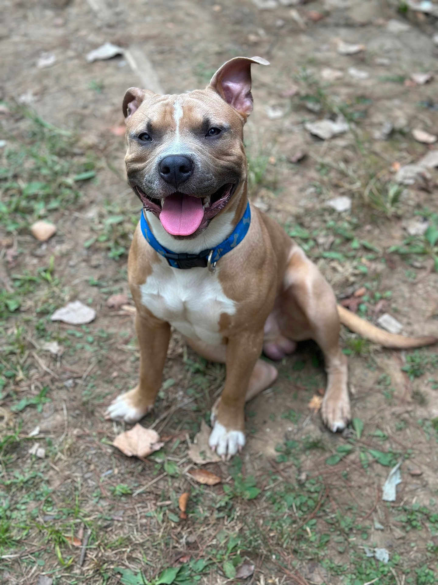 Nugget joined the competition — help win amazing prizes! dog, canine, pet, outdoor, grass, dirt, collar, happy, tongue_out, sitting, ears_up, brown, white_markings, animal, mammal, nature, playful, friendly, cute, companion
