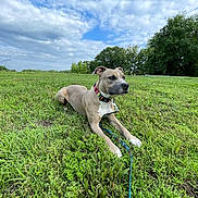 Nugget joined the competition — help win amazing prizes! alert, animal, canine, clouds, collar, daytime, dog, field, grass, greenery, landscape, leash, lying_down, mammal, nature, outdoor, pet, sky, summer, tree