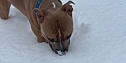 Nugget is registered to the contest to win money with this photo: dog, brown_dog, snow, collar, outdoor, winter, animal, canine, nature, pet, sniffing, cold, fur, muzzle, walking, playful, daytime, white_snow, snowy_ground, curious