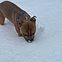 dog, brown_dog, snow, collar, outdoor, winter, animal, canine, nature, pet, sniffing, cold, fur, muzzle, walking, playful, daytime, white_snow, snowy_ground, curious