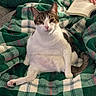 Llyod is registered to the contest to win money with this photo: cat, feline, pet, tabby, white_fur, brown_fur, sitting, lounging, portrait, face, eyes, ears, whiskers, pink_nose, paws, tail, blanket, plaid, book, indoor