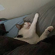 Llyod is registered to the contest to win money with this photo: cat, feline, white_cat, tabby, pet, animal, bed, bedroom, bedding, blanket, pillow, stretching, lying_down, relaxed, sleepy, indoors, cozy, pink_nose, raised_paw, photography