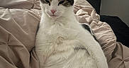 Llyod is registered to the contest to win money with this photo: cat, pet, animal, tabby, white_fur, striped_fur, sitting, sleepy, bed, bedding, bedroom, blanket, television, dresser, indoor, home, portrait, relaxed, whiskers, tail