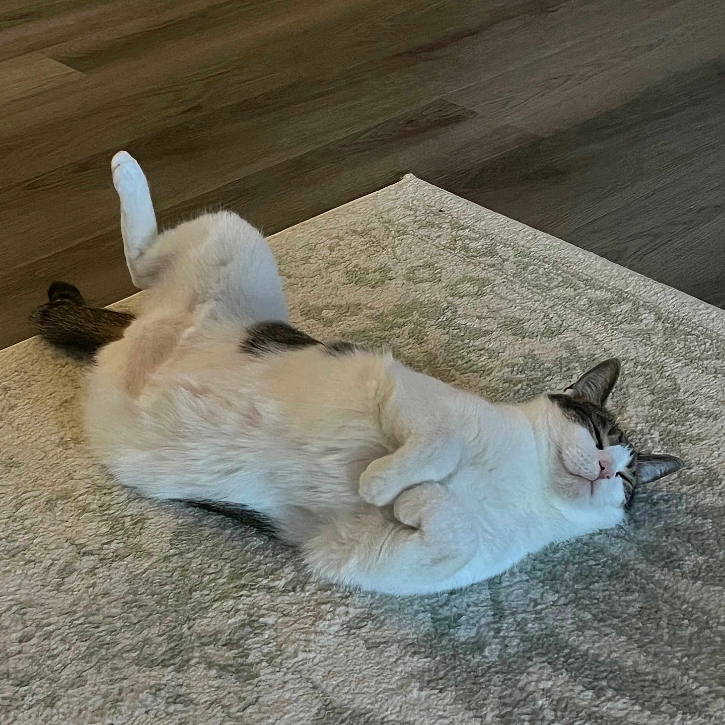 Llyod is registered to the contest to win money with this photo: cat, pet, animal, white_cat, black_and_white, spotted_fur, lying_down, upside_down, sleeping, relaxed, playful, paws, tail, whiskers, ears, face, carpet, rug, hardwood_floor, indoor