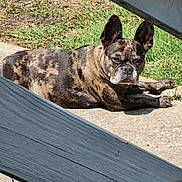 Chloie is registered to the contest to win money with this photo: animal, brindle, canine, closeup, concrete, daylight, dog, ears_up, fence, french_bulldog, grass, mammal, nature, outdoor, paw, pet, portrait, relaxed, resting, sunlight