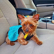 Mimi joined the competition — help win amazing prizes! dog, small_dog, yorkshire_terrier, pet, car_interior, car_seat, beige_seat, dog_clothing, blue_dress, yellow_tassel, cute, animal, fur, ears, pet_accessory, sitting, vehicle, window, head, face