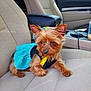 dog, small_dog, yorkshire_terrier, pet, car_interior, car_seat, beige_seat, dog_clothing, blue_dress, yellow_tassel, cute, animal, fur, ears, pet_accessory, sitting, vehicle, window, head, face