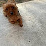 Mimi is registered to the contest to win money with this photo: dog, animal, pet, outdoor, concrete, grass, small_dog, brown_fur, fur, cute, lying_down, looking_up, scruffy, ears, nose, paw, eyes, nature, sidewalk, daylight