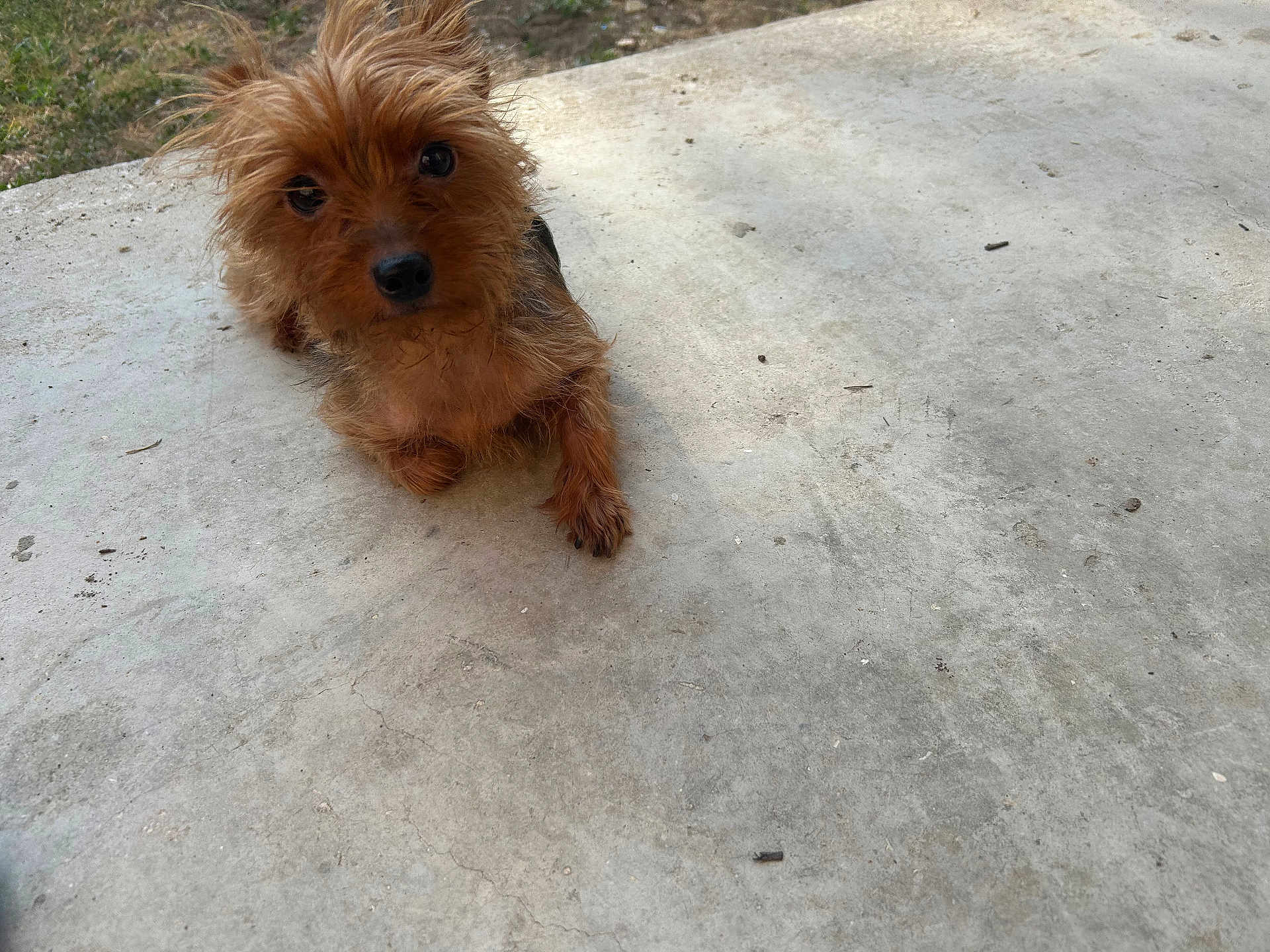 Mimi