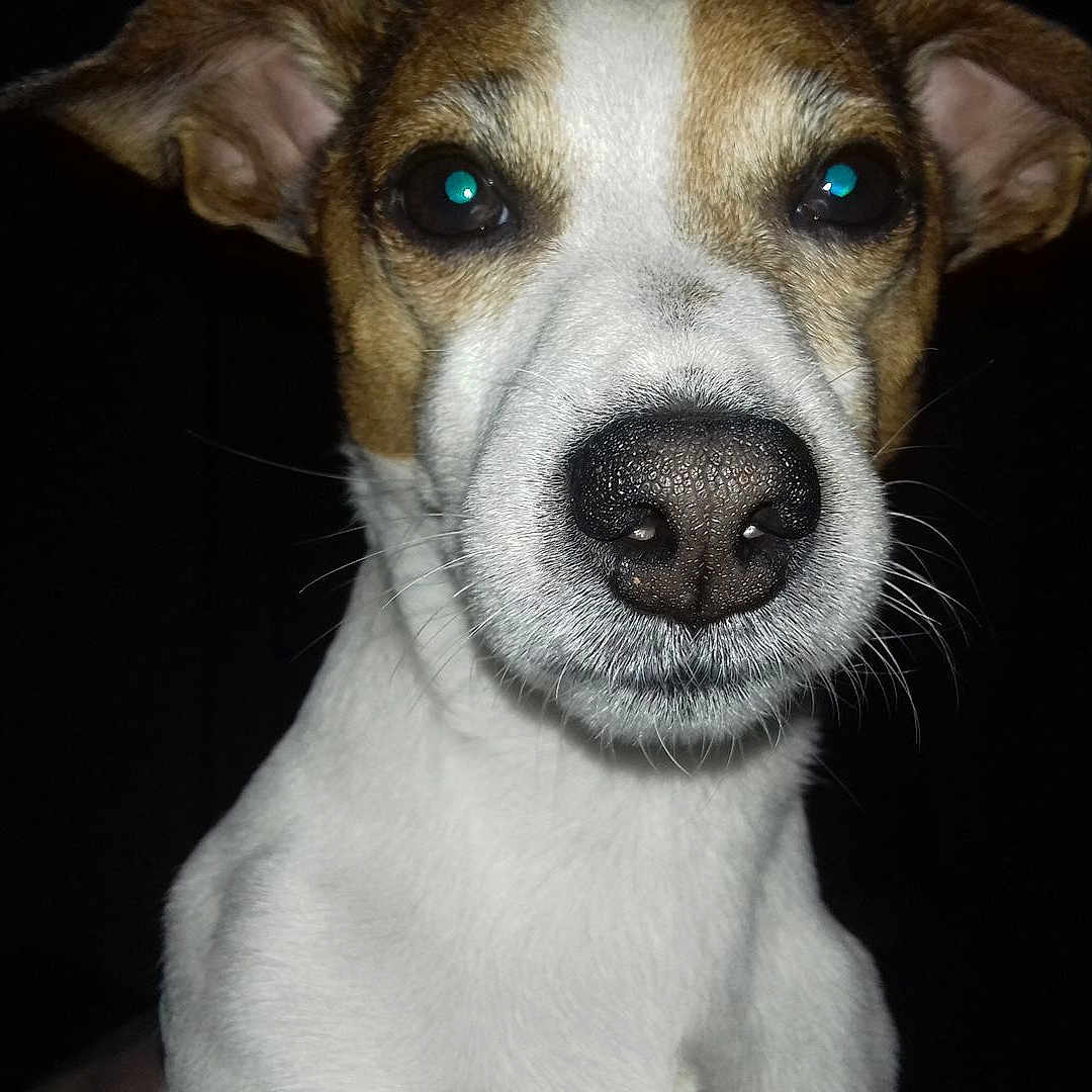 Gordon