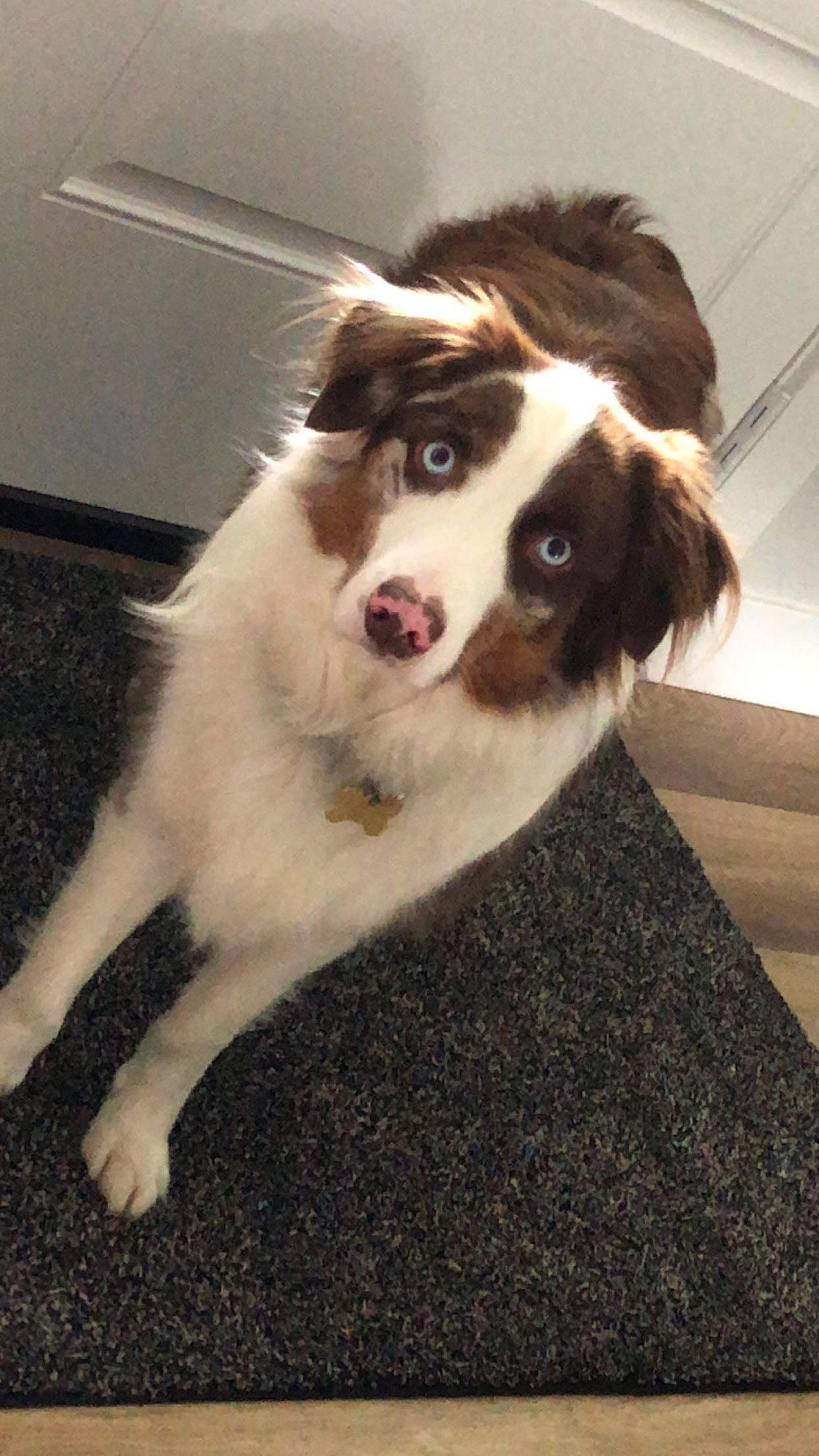 Huckleberry joined the competition — help win amazing prizes! australian_collie, australian_shepherd, border_collie, canidae, carnivore, companion_dog, dog, dog_breed, door, flooring, fur, herding_dog, snout, sporting_group, terrestrial_animal, whiskers, working_animal, working_dog