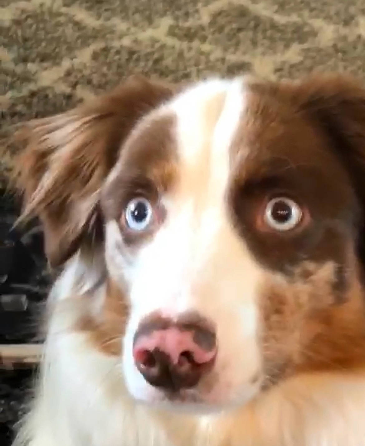 Huckleberry is registered to the contest to win money with this photo: bored, canidae, carnivore, companion_dog, dog, dog_breed, ear, eye, fang, fawn, fur, gun_dog, head, liver, photography, snout, spaniel, sporting_group, whiskers, working_animal