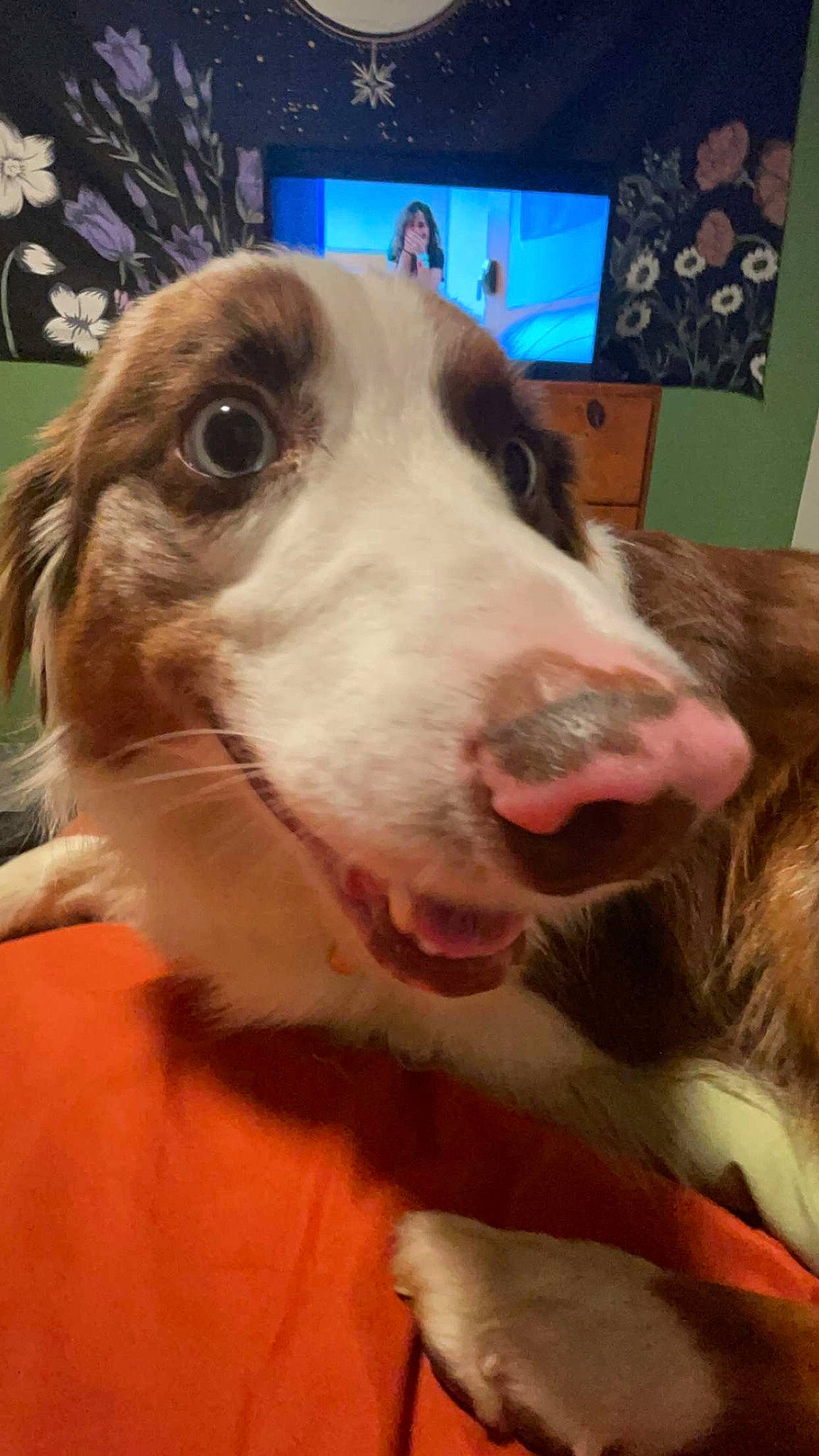 Huckleberry is registered to the contest to win money with this photo: canidae, carnivore, collar, companion_dog, dog, dog_breed, ear, fawn, fur, happy, jaw, led_backlit_lcd_display, liver, picture_frame, selfie, snout, sporting_group, television, whiskers, working_animal