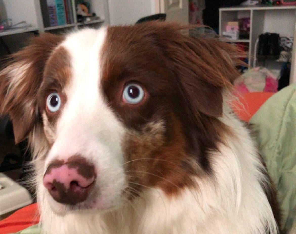 Huckleberry is registered to the contest to win money with this photo: canidae, carnivore, companion_dog, dog, dog_breed, fur, gun_dog, herding_dog, liver, shelf, snout, spaniel, sporting_group, terrestrial_animal, toy_dog, whiskers, working_animal