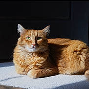 Monkey joined the competition — help win amazing prizes! cat, orange_cat, fluffy, green_eyes, sunlight, carpet, indoor, relaxed, pet, feline, animal, fur, shadow, resting, closeup, domestic_cat, cute, whiskers, ears, tail