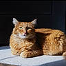 cat, orange_cat, fluffy, green_eyes, sunlight, carpet, indoor, relaxed, pet, feline, animal, fur, shadow, resting, closeup, domestic_cat, cute, whiskers, ears, tail