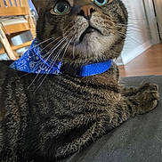 Mogli joined the competition — help win amazing prizes! cat, tabby, blue_collar, bandana, indoor, furniture, wooden_chair, curious, wide_eyes, close_up, pet, animal, whiskers, fur, floor, soft_surface, domestic, looking_up, portrait, cute