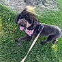 dog, poodle, leash, grass, tree, bandana, pet, outdoor, canine, happy, tongue_out, walking, summer, nature, fur, animal, playful, cute, mammal, companion