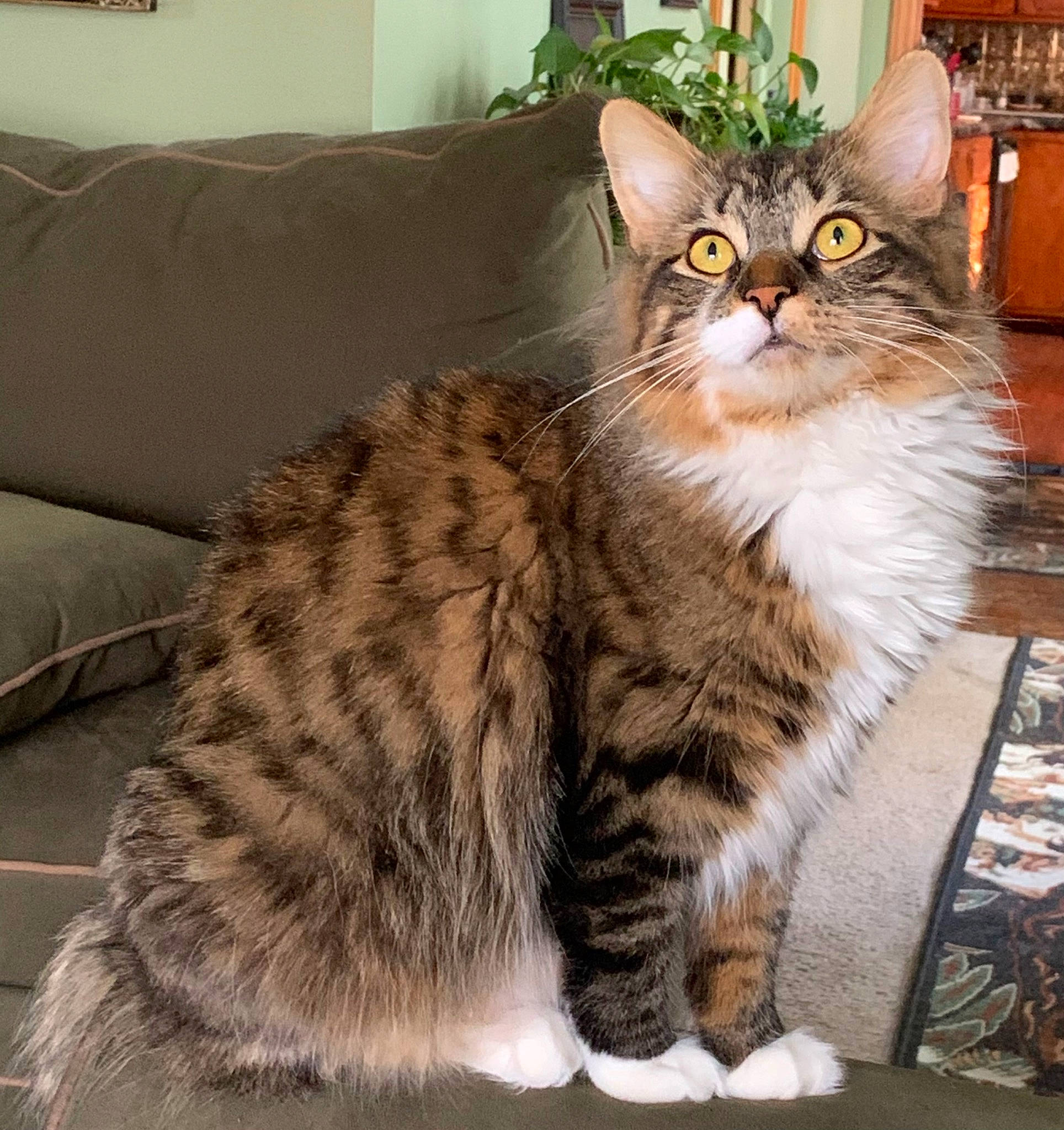 Sassy Lou is registered to the contest to win money with this photo: carnivore, cat, comfort, couch, domestic_short_haired_cat, door, fawn, felidae, fur, houseplant, paw, plant, sitting, small_to_medium_sized_cats, snout, studio_couch, tail, terrestrial_animal, whiskers, window