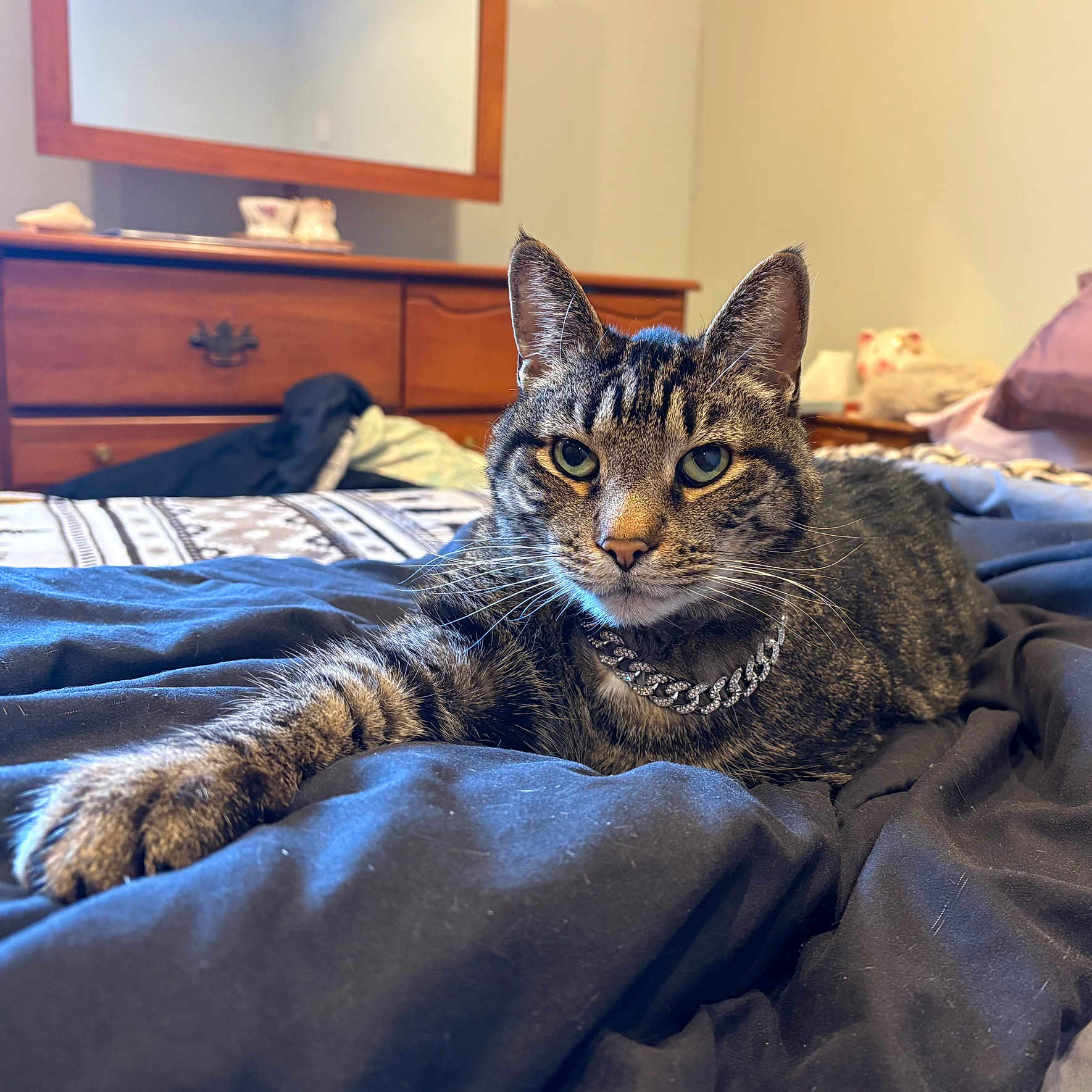 Milo is registered to the contest to win money with this photo: cat, tabby, pet, animal, bed, blanket, collar, chain, feline, indoor, dorm_room, furniture, dresser, relaxed, lying_down, whiskers, ears, eyes, fur, cozy