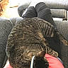 Milo joined the competition — help win amazing prizes! animal, cat, collar, comfort, cozy, domestic_cat, furniture, home, indoor, lap, pants, person, pet, recliner, relaxing, resting, shirt, sleeping_cat, striped_fur, tabby_cat