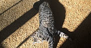 Milo joined the competition — help win amazing prizes! animal, carpet, cat, cozy, ears, feline, indoor, paws, pet, relaxed, resting, shadow, sleepy, striped, sunbeam, sunlight, tabby, tail, texture, whiskers