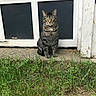Milo is registered to the contest to win money with this photo: cat, tabby_cat, green_eyes, collar, outdoor, grass, weed, door, concrete, step, animal, pet, feline, sitting, looking, nature, closeup, fur, whiskers, ears