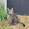 cat, tabby_cat, grass, plants, outdoor, fence, lattice, wall, animal, pet, domestic_cat, green_eyes, fur, sitting, nature, ground, daylight, curious, whiskers, ears