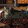 Milo joined the competition — help win amazing prizes! animal, carpet, cat, christmas_decor, cozy, cute, decorations, domestic, feline, fur, holiday, indoor, living_room, looking_at_camera, pet, relaxed, sneakers, tabby_cat, tinsel, wooden_furniture
