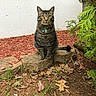 Milo is registered to the contest to win money with this photo: tabby_cat, cat, green_eyes, collar, bell, stone, mulch, leaves, grass, garden, outdoor, plant, shrub, nature, animal, pet, sitting, fur, whiskers, curious