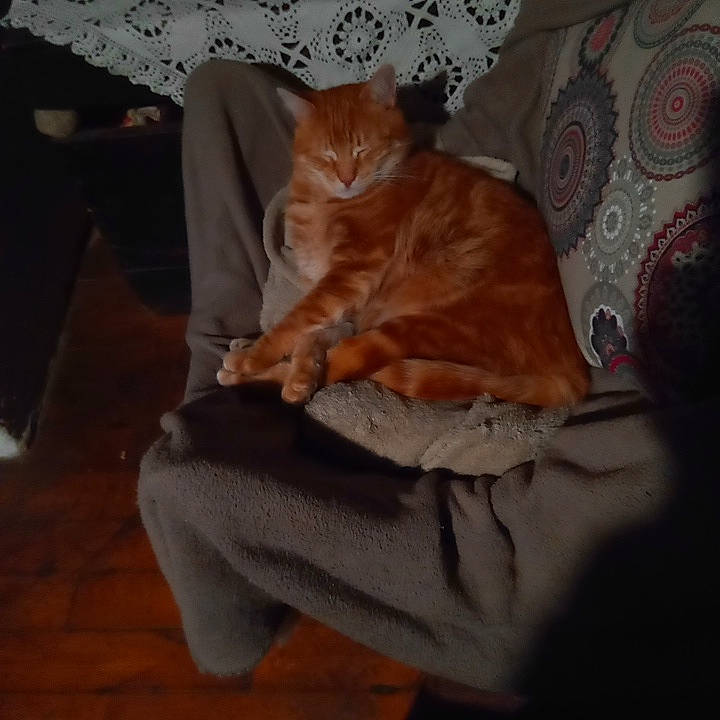 Lulu participe au concours pour gagner de l'argent avec cette photo : brown, carnivore, cat, comfort, companion_dog, domestic_short_haired_cat, fawn, felidae, flooring, fur, hardwood, human_leg, lap, paw, small_to_medium_sized_cats, tail, whiskers, wood, wood_flooring, wood_stain