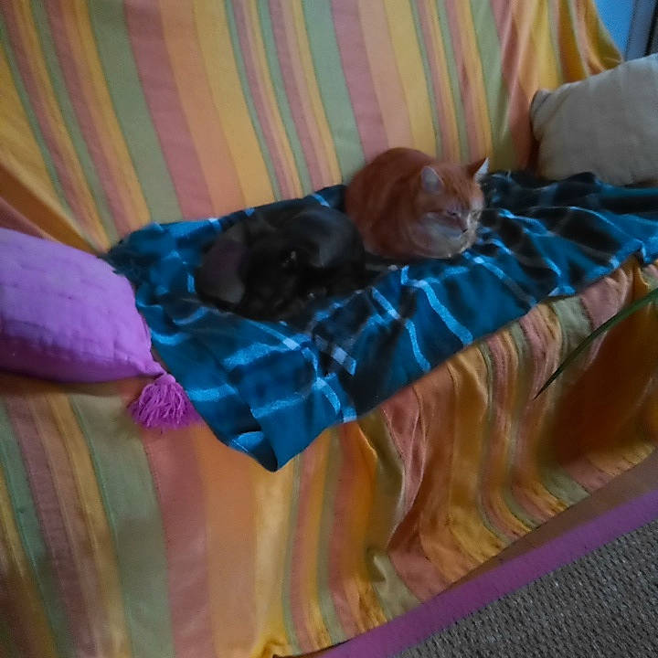 Lulu a rejoint le concours — aidez-le/la à gagner de superbes lots ! bed, bed_sheet, bedding, bedroom, carnivore, cat, comfort, companion_dog, dress, electric_blue, fawn, felidae, linens, magenta, orange, pattern, silk, small_to_medium_sized_cats, tail, textile