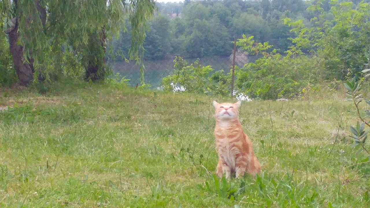 Lulu a rejoint le concours — aidez-le/la à gagner de superbes lots ! carnivore, cat, fawn, felidae, grass, grassland, groundcover, landscape, natural_landscape, pasture, plant, prairie, shrub, sky, small_to_medium_sized_cats, tail, terrestrial_animal, tree, whiskers, wildlife