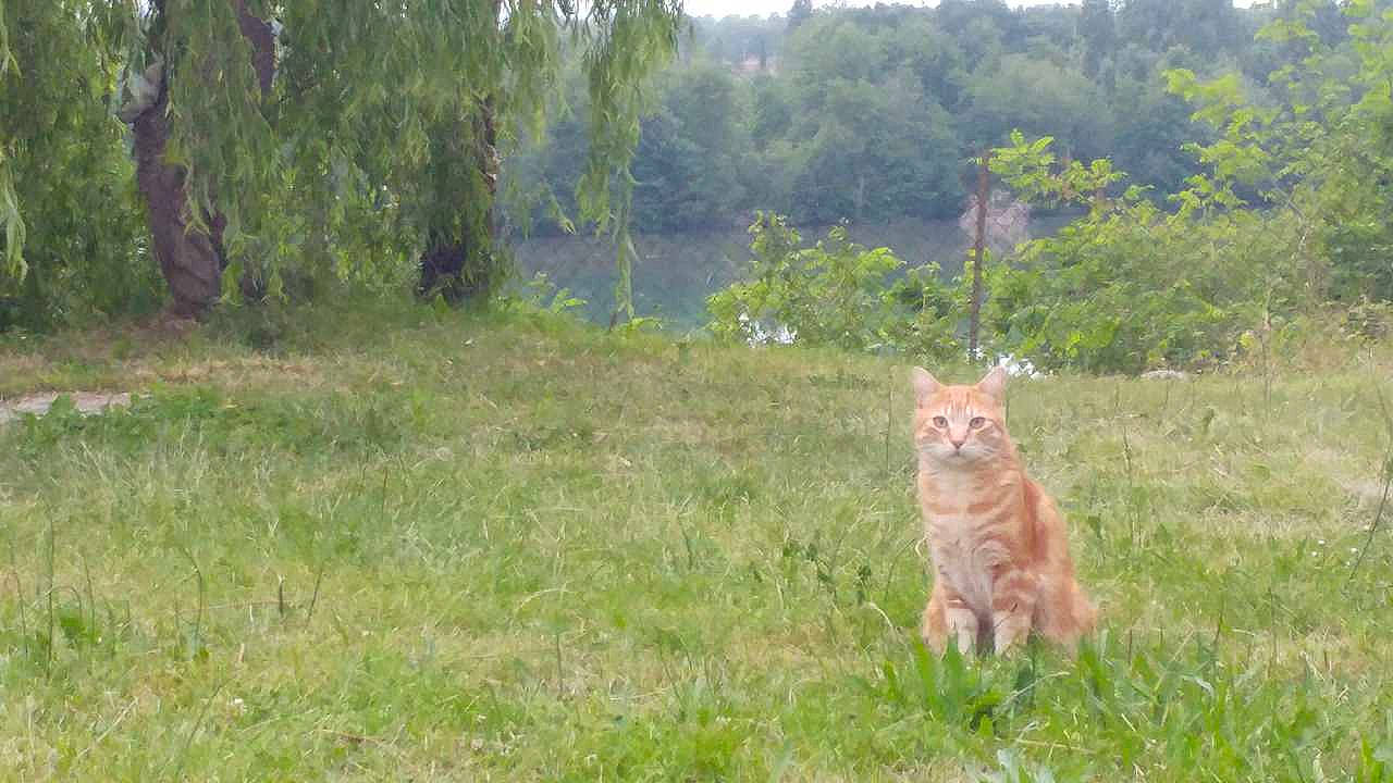 Lulu participe au concours pour gagner de l'argent avec cette photo : canidae, carnivore, cat, domestic_short_haired_cat, fawn, felidae, grass, grassland, groundcover, landscape, natural_landscape, pasture, plant, prairie, small_to_medium_sized_cats, tail, terrestrial_animal, tree, whiskers, wildlife