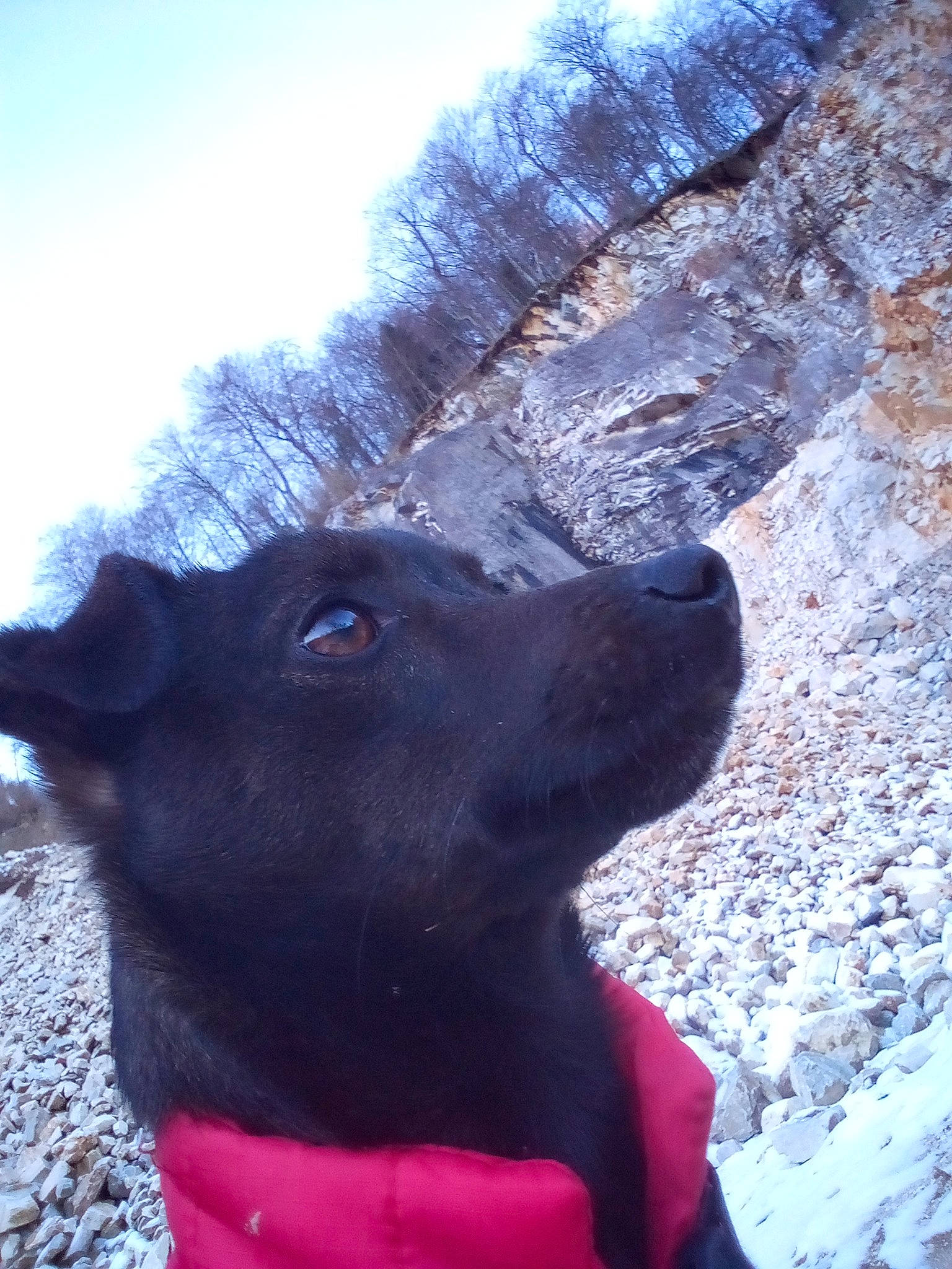 Ronaldo participe au concours pour gagner de l'argent avec cette photo : borador, carnivore, collar, dog, dog_breed, dog_collar, electric_blue, fawn, freezing, fur, pet_supply, sky, slope, snout, snow, sporting_group, tree, whiskers, winter, working_animal