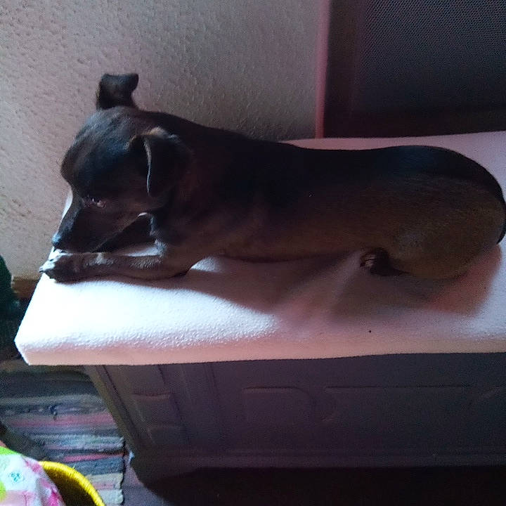 Ronaldo a rejoint le concours — aidez-le/la à gagner de superbes lots ! canidae, carnivore, comfort, companion_dog, dog, dog_breed, fawn, felidae, flooring, hardwood, human_leg, liver, small_to_medium_sized_cats, snout, sporting_group, tail, tints_and_shades, whiskers, wood, working_animal